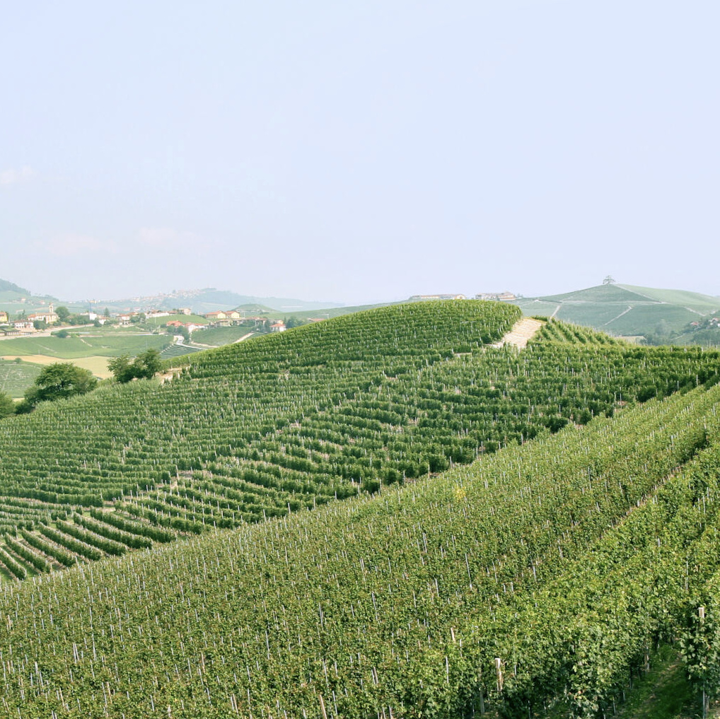 vineyard in piedmont with house on hill