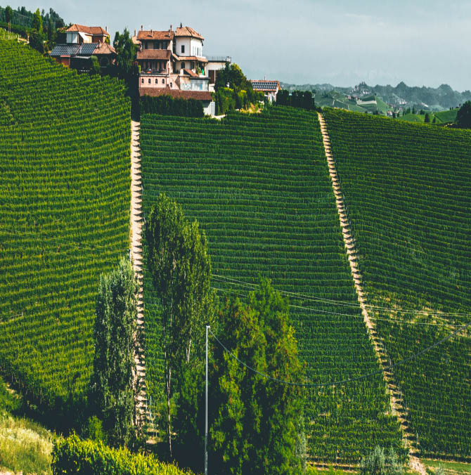 green winery fields with a mansion on the top of a hill