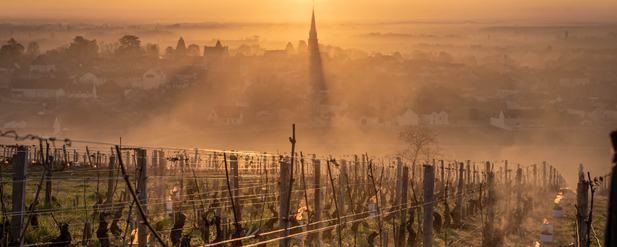 frosty and foggy vineyard