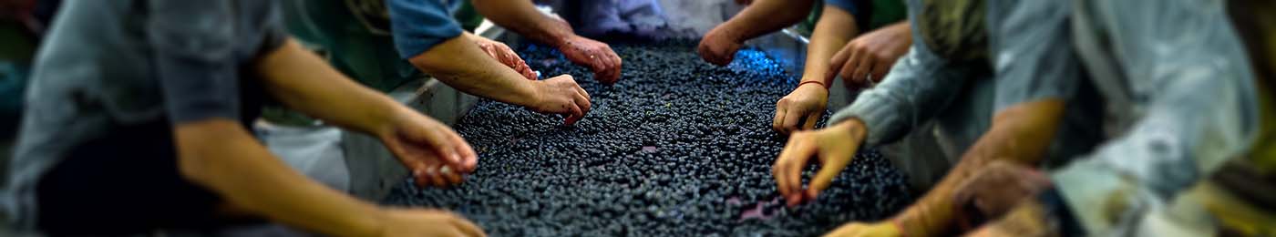 people picking at a big tray full of berries