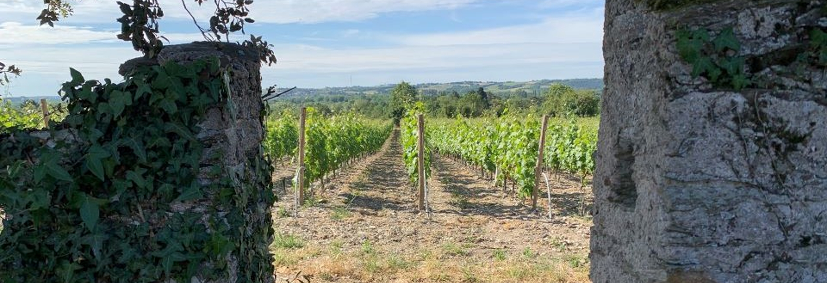 Des Forages - vineyard