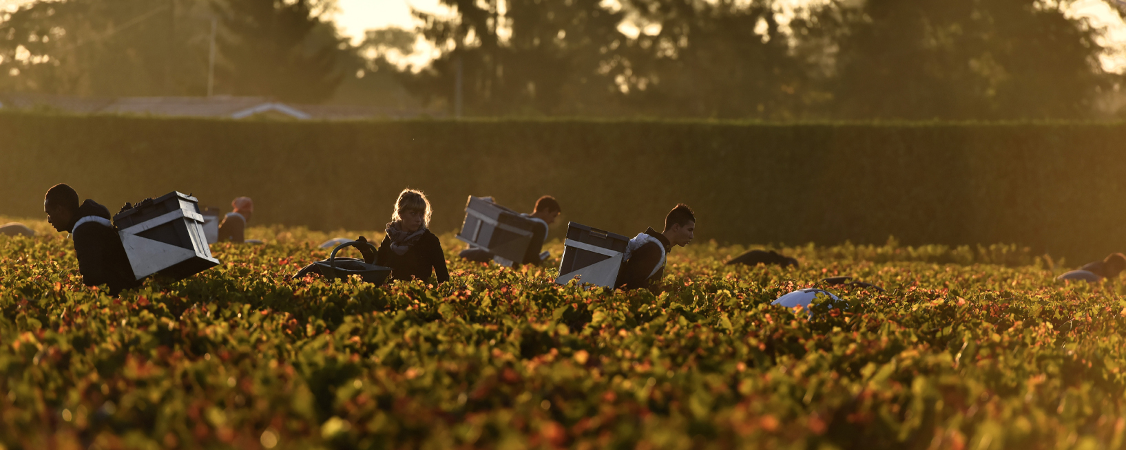 people in vineyard picking grapes