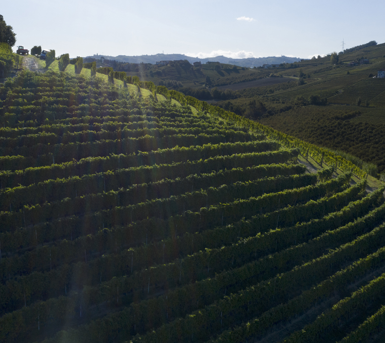 Vineyards in Piedmont