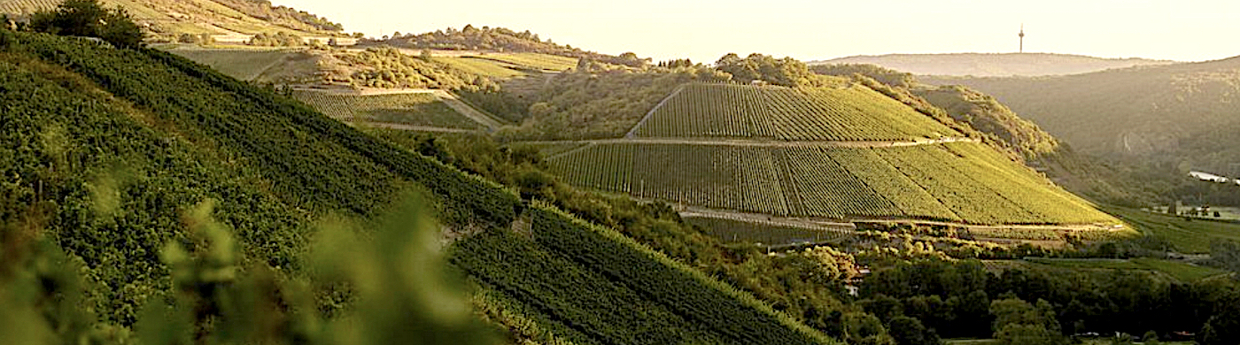 vineyard with rolling hills