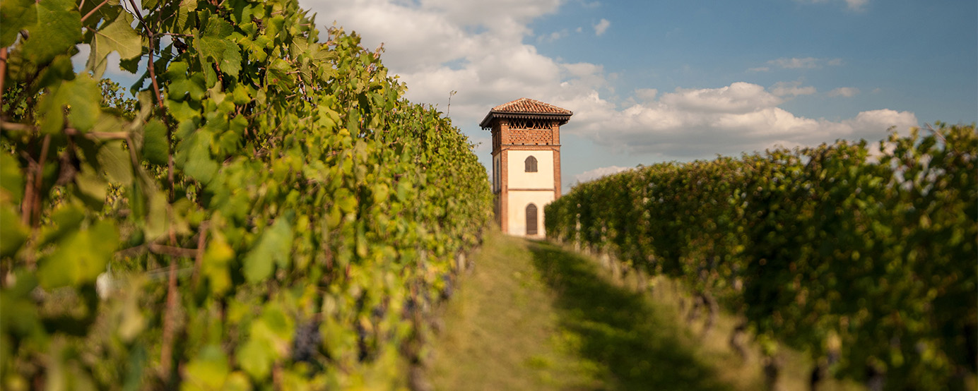In a vineyard looking towards a building