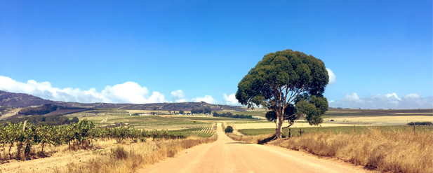 African landscape, a road with a big tree
