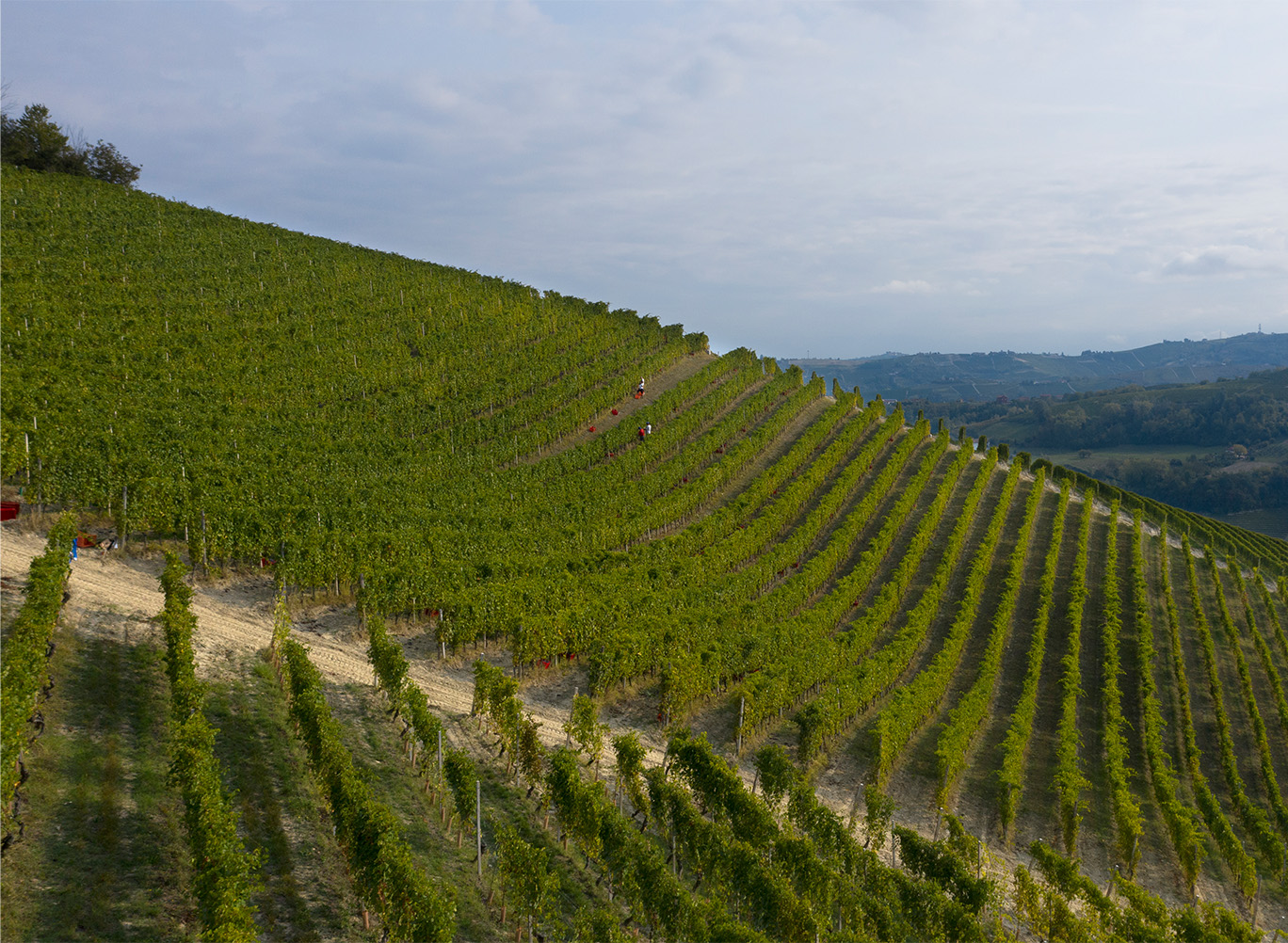 Piedmont vineyard on a hill