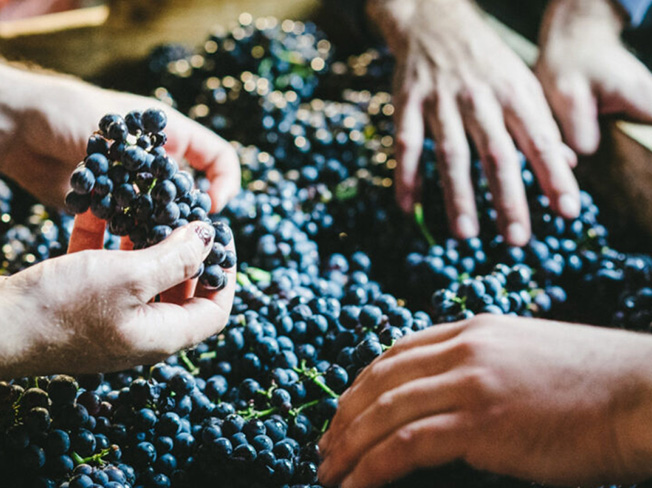 Three people doing some quality checks on the harvested grapes