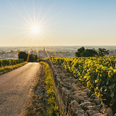 Prunier Bonheur vineyard