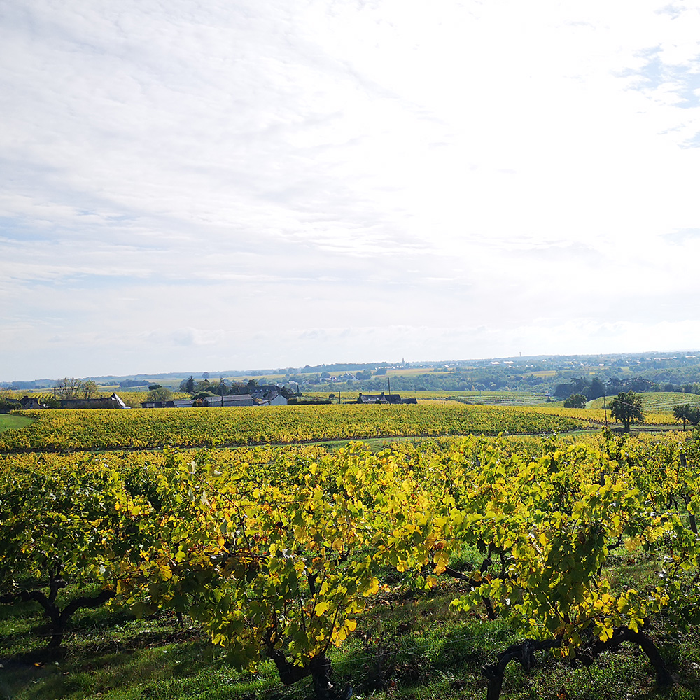 Arial view of a Piedmont vineyard