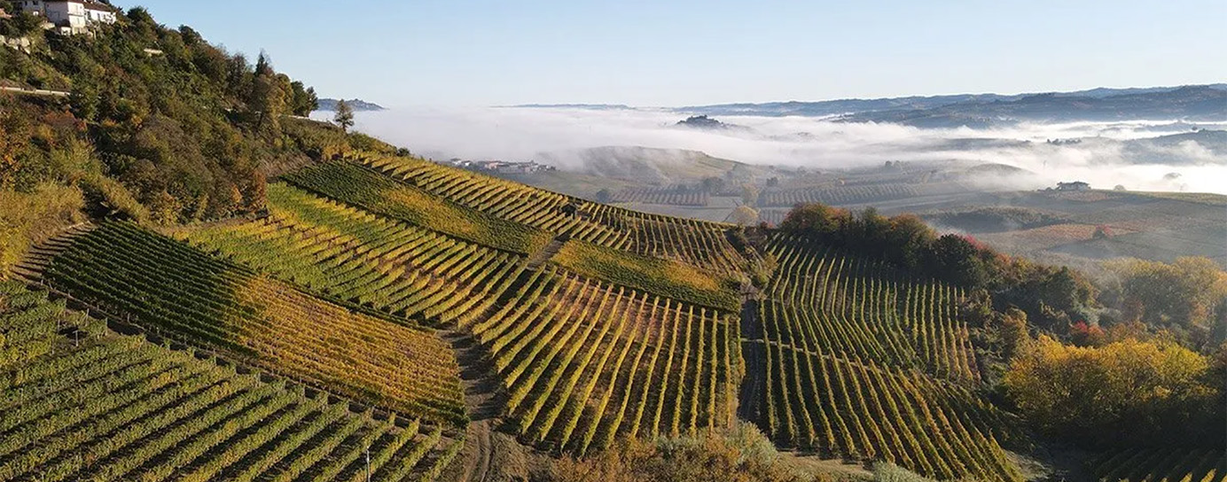 Arial view of a Pidemont vineyard