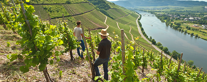 Two people picking Riesling grapes in a sloped vineyard
