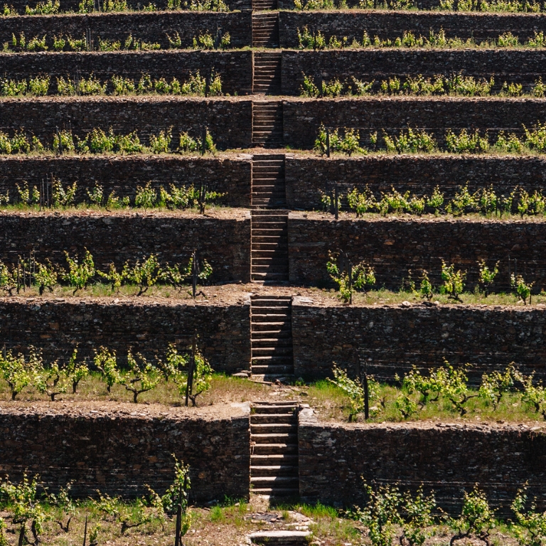 Vinyard with steps