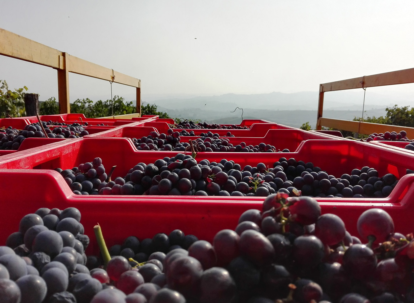 Bunches of grapes in several red bins