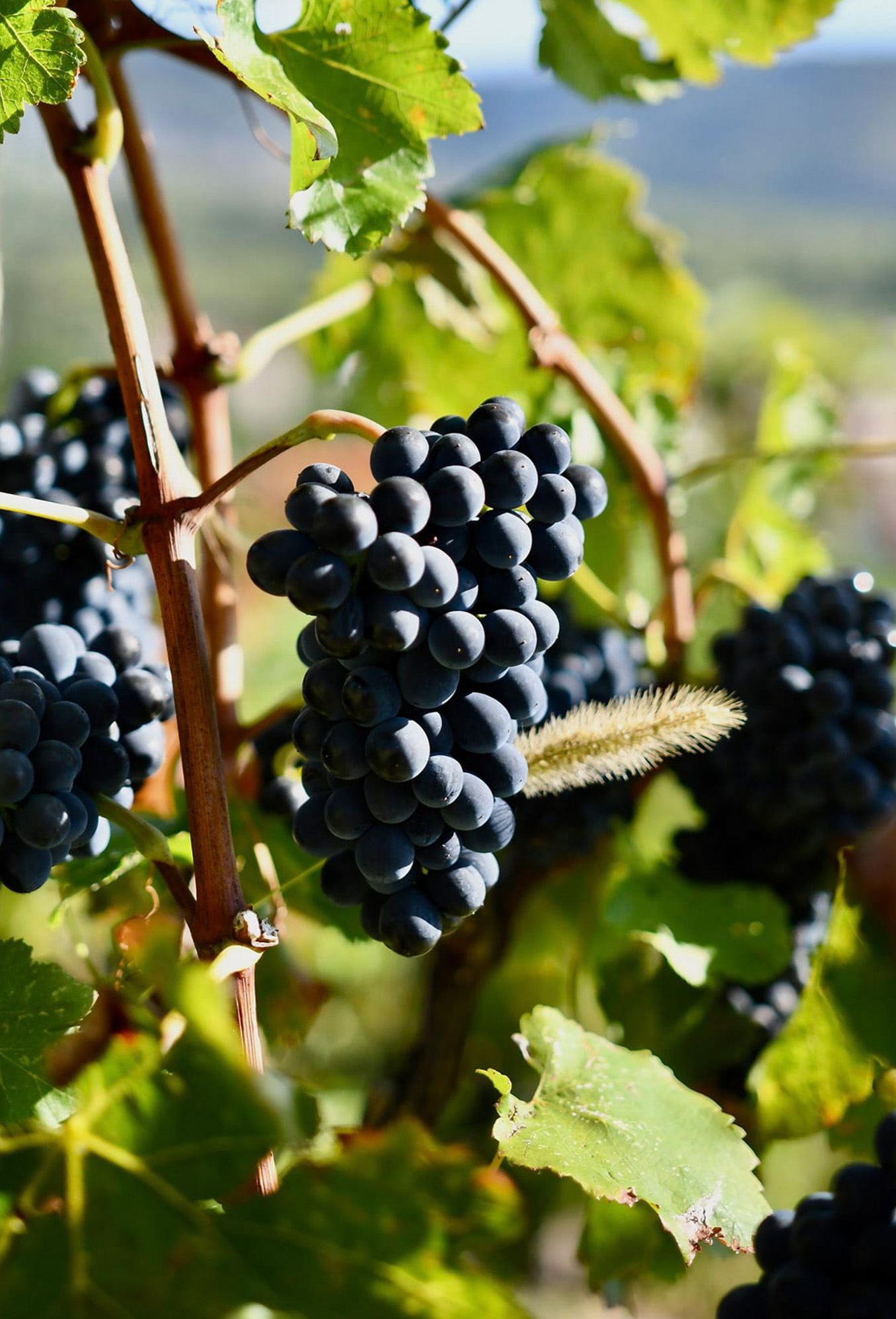 A bunch of grapes on a vine