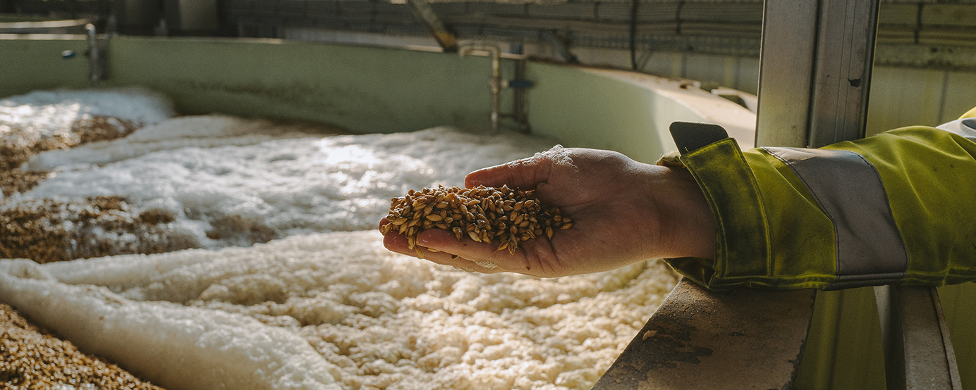 A close-up of a hand holding malted grains next to a malting tank device.
