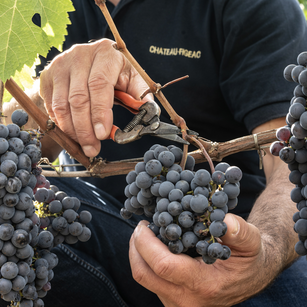 cutting grapes