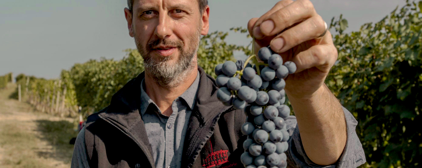 man holding a bunch of grapes in a vineyard