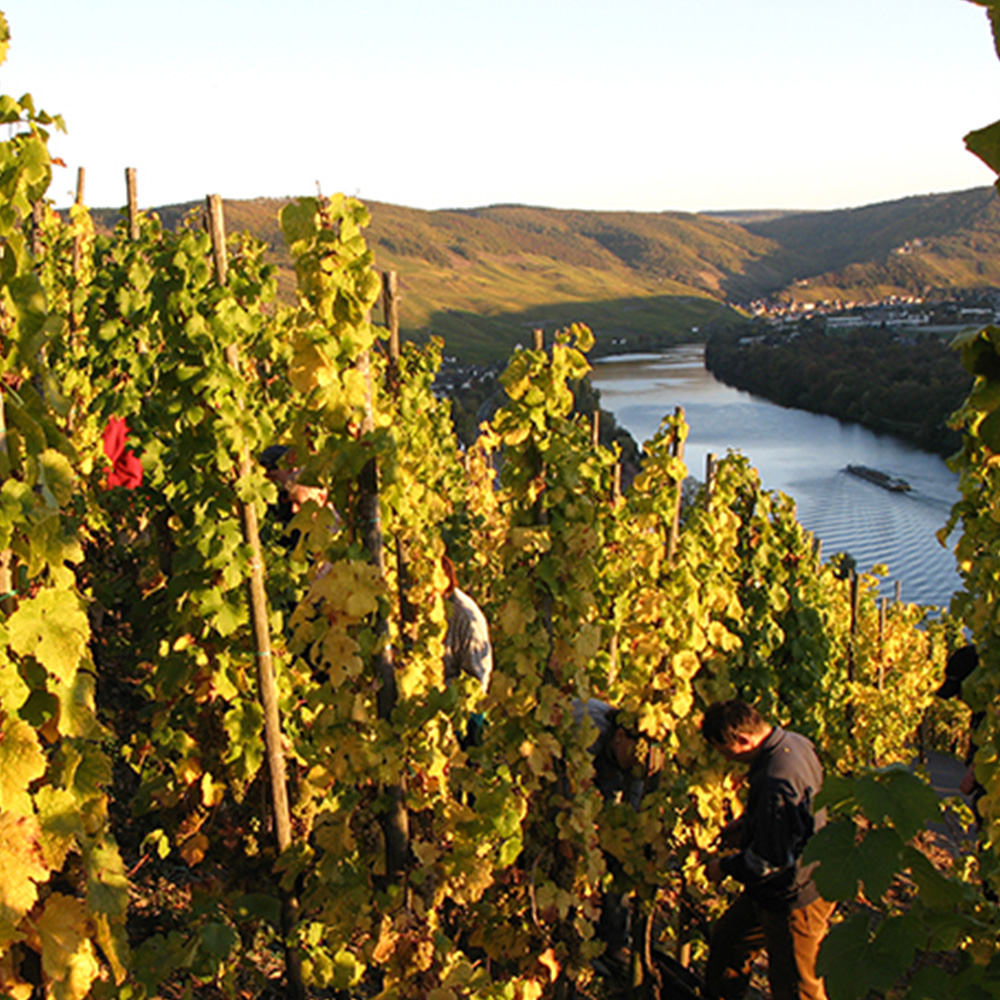 Prum vineyard 