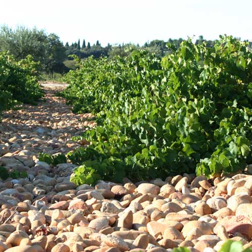 Plants with rocks and gravel