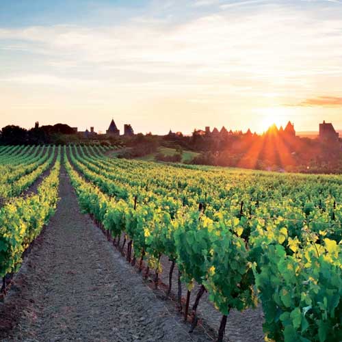 Vineyard with a sunset