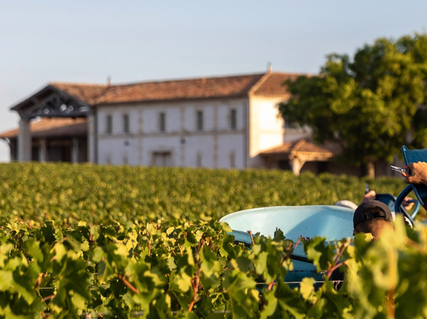 Person tending to vines, building in the background, pomerol