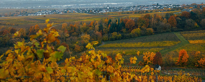 Rheingau region