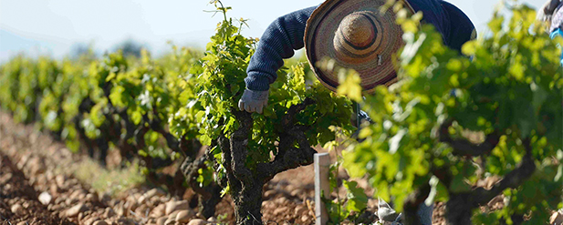 Man picking grapes