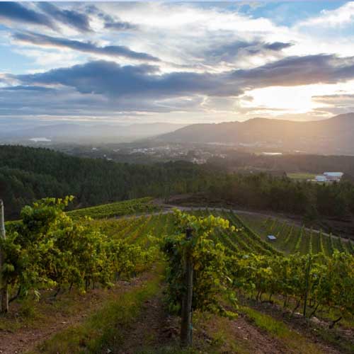 Vineyard with a sun rise in Spain and Portugal region