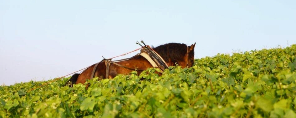 A horse working in the vineyard