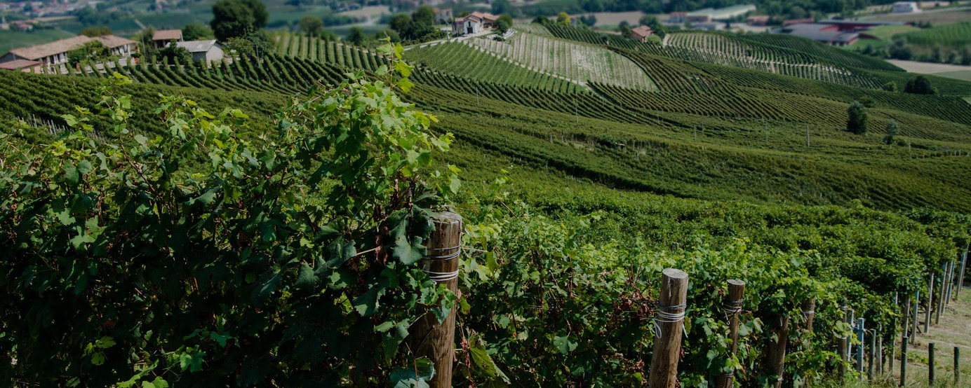 A view of a vineyard on a hill looking downwards in the La Morra region