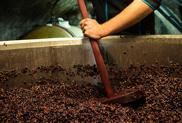Large vat of grapes being stirred
