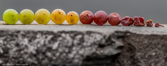 Styles and Classification for different grapes