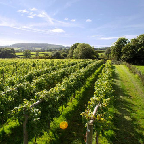 Green and bright vineyard