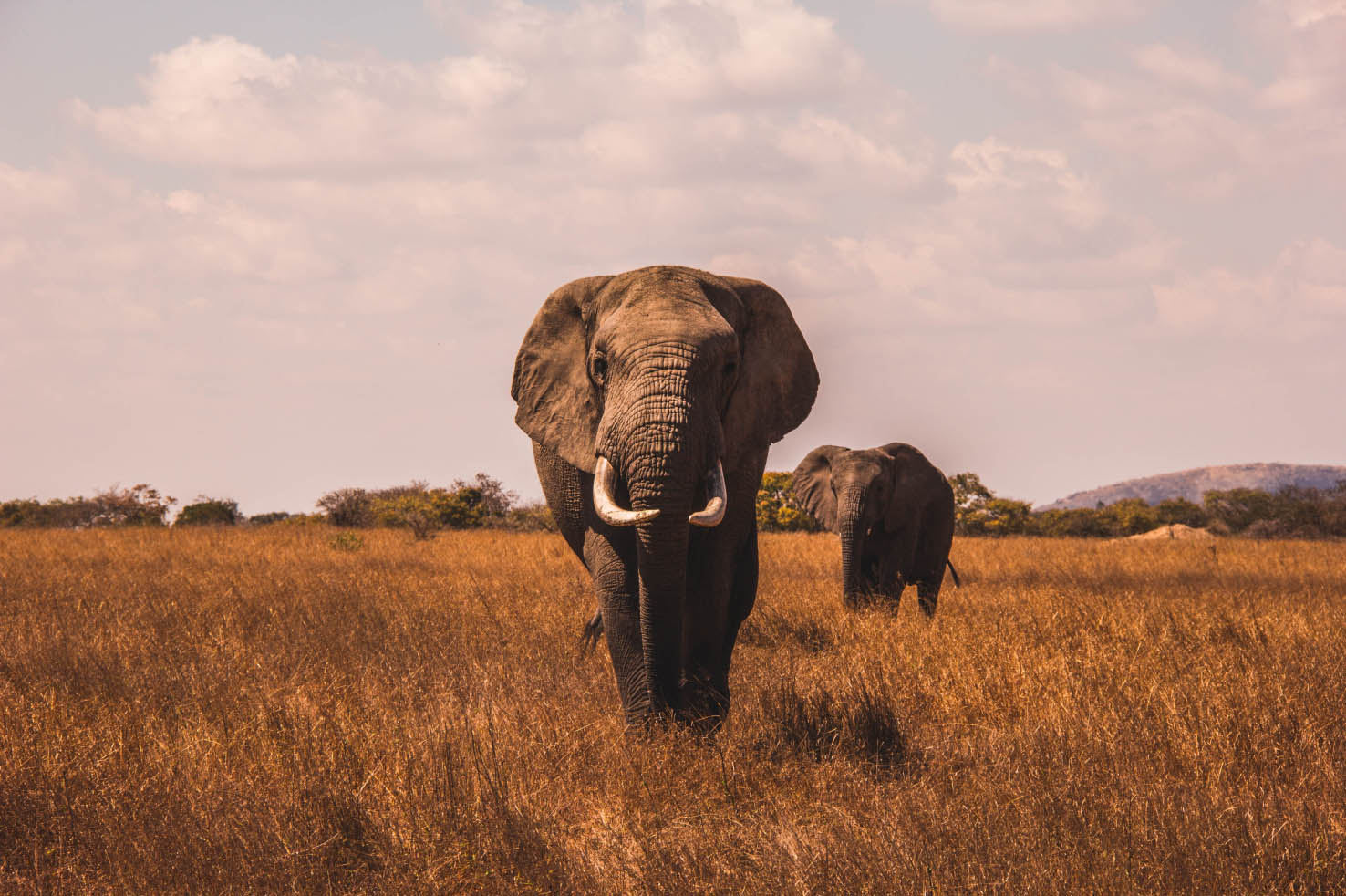 Image of elephants