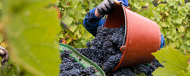 Grapes being poured