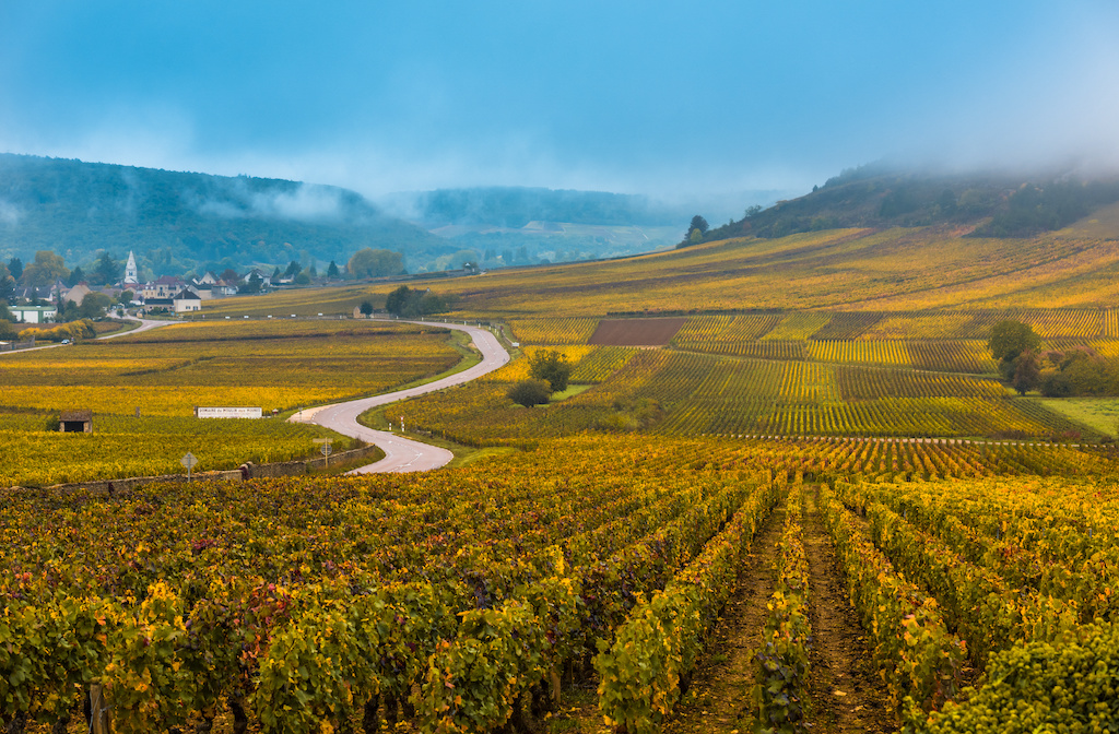 golden vineyard with a spiral road in the french village of Pommard