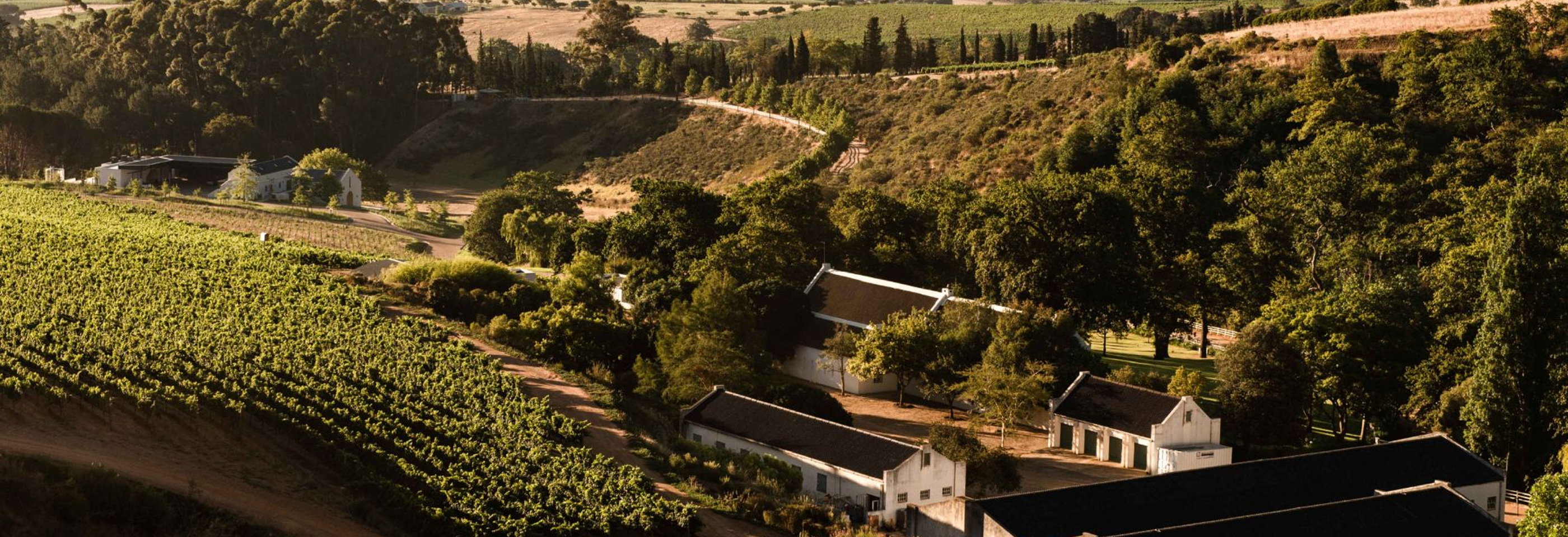 Taaibosch Vineyard