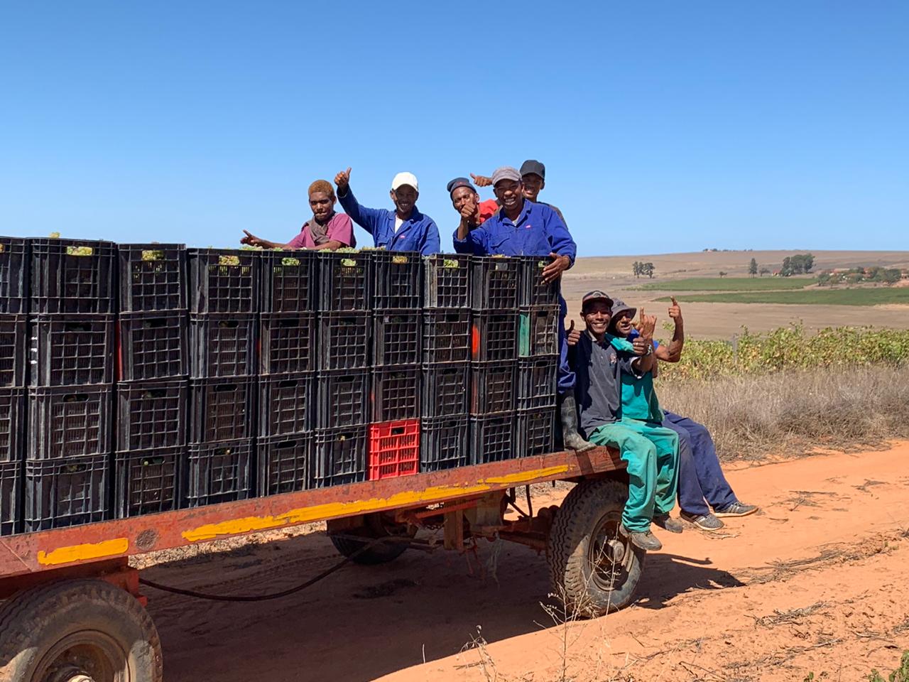 Pickers returning healthy grapes to the cellar
