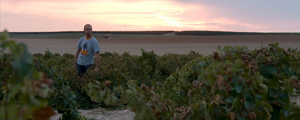 Man in vineyard, sunset