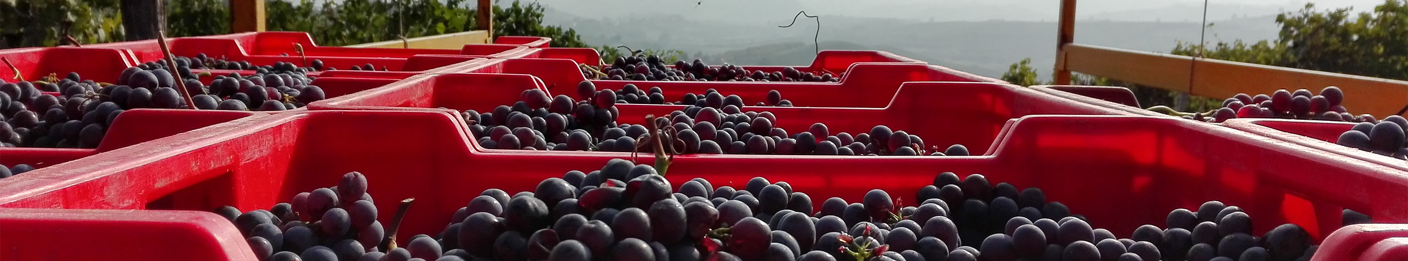 Bunches of grapes in red containers