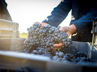 A person holding a bunch of grapes