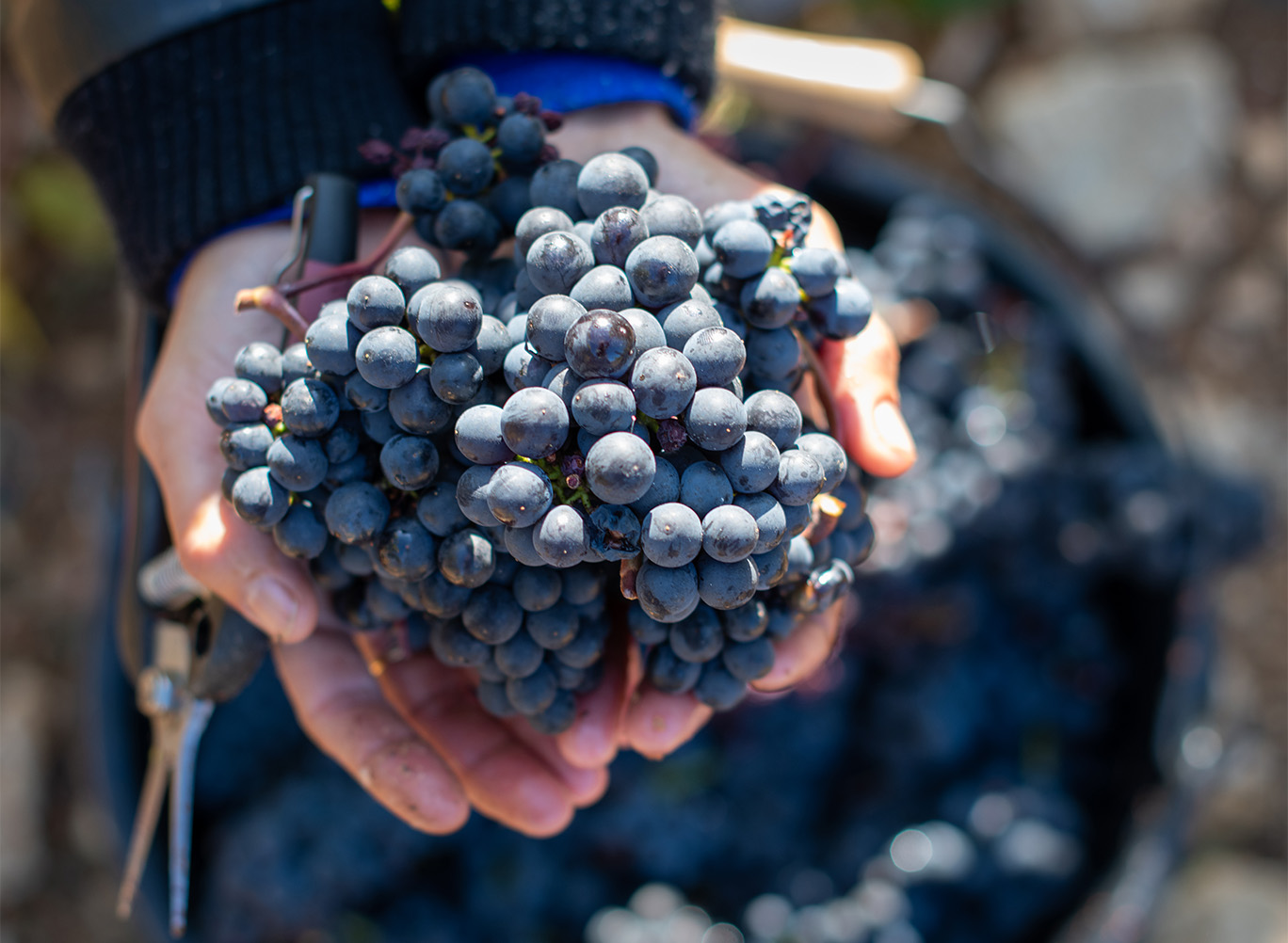 Grapes in hand