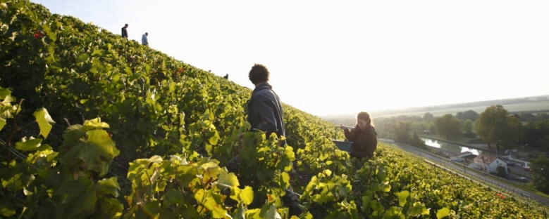 Philipponnat worker harvesting grapes