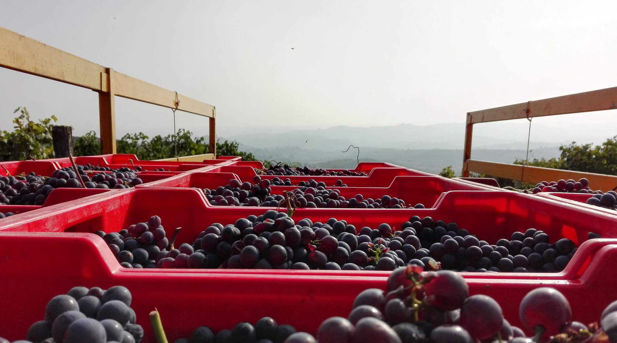 grapes in truck