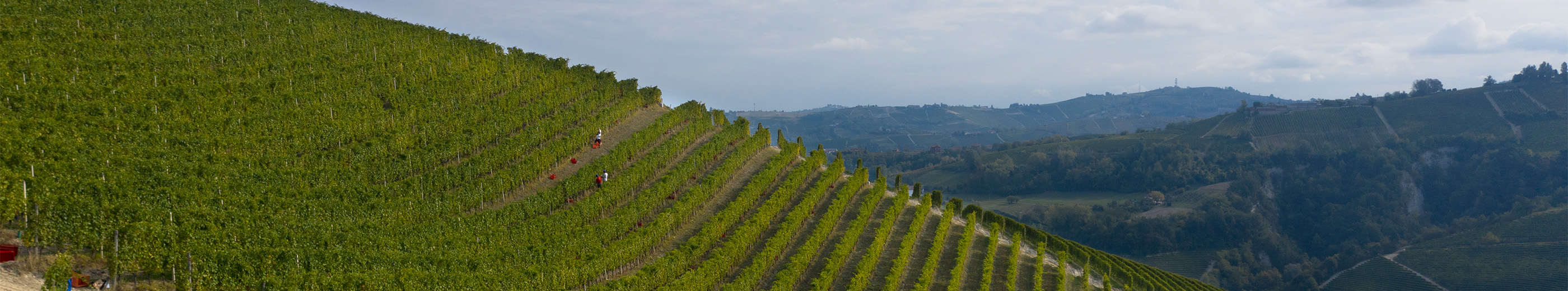 Arial view of a Piedmont vineyard