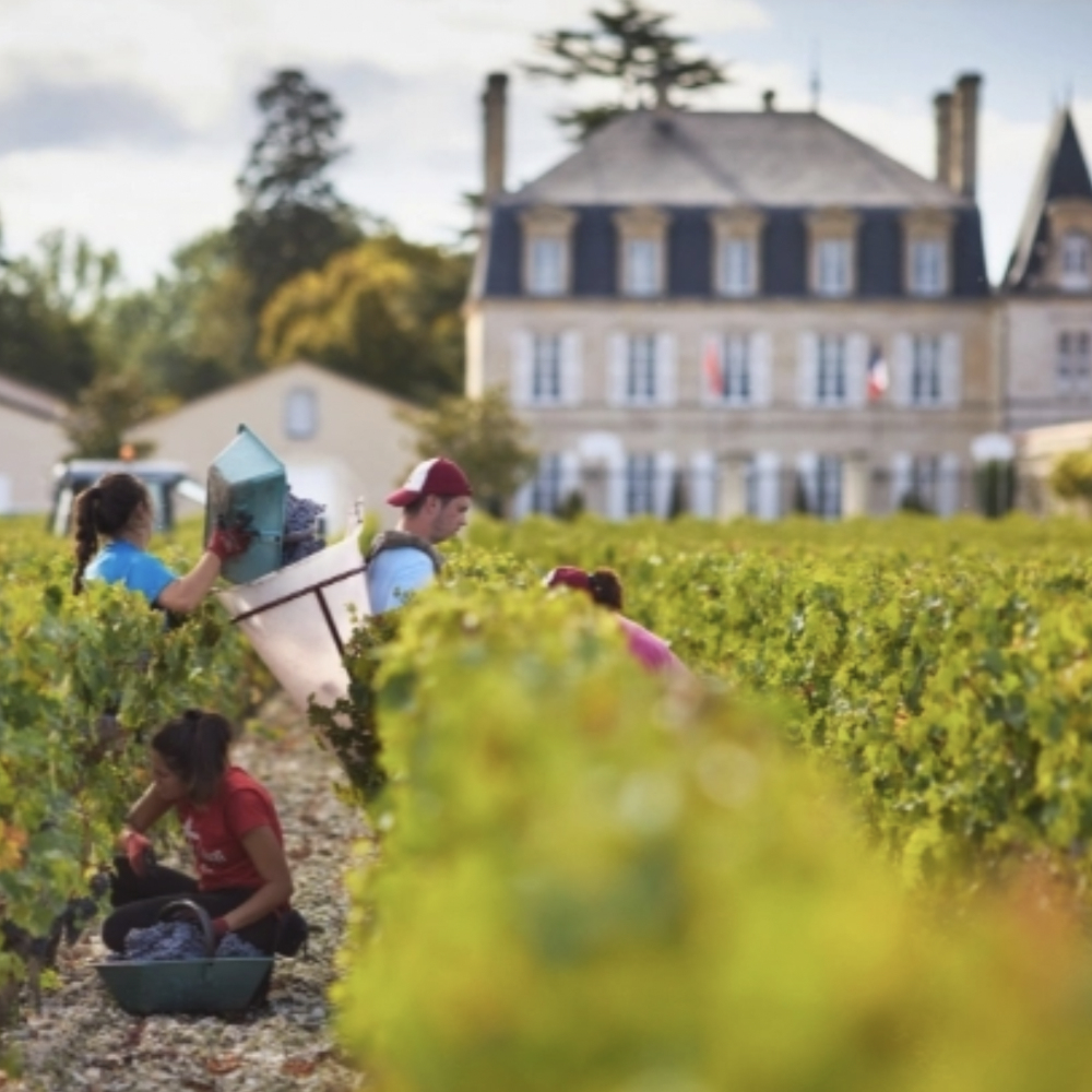 People picking grapes in a vineyard