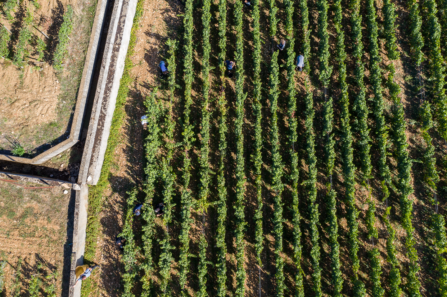 top down view of vineyard