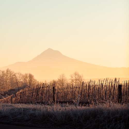 Mountain in distance behind trees