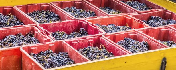 boxes of grapes